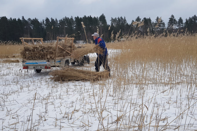 Mies kasaa järviruokonippuja peräkärrin kyytiin. Vieressä  leikkaamattomia järviruokoja jäällä. Lunta maassa.