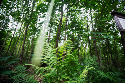 Metsäisen vihreä kesäinen kuva Sippolana arboretumista. ingon säde osuu kuvan edustalla olevaan saniaiseen. 