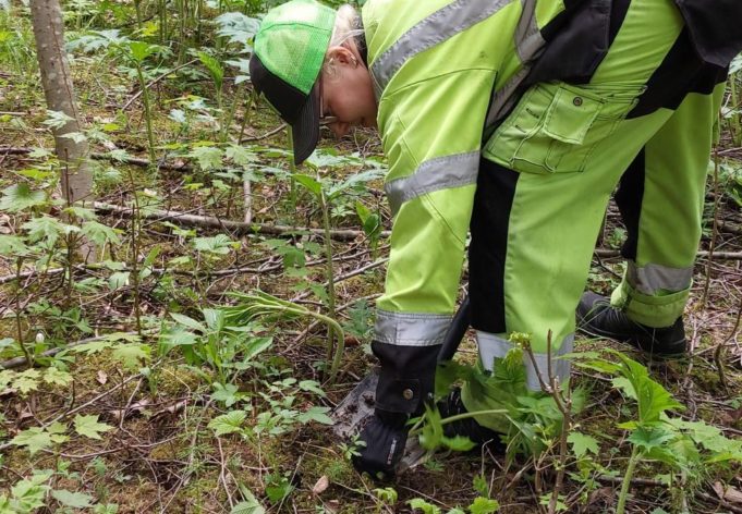 Nainen keltaisessa huomioasussa kaivaa lapiola jättiputken alkua maasta.