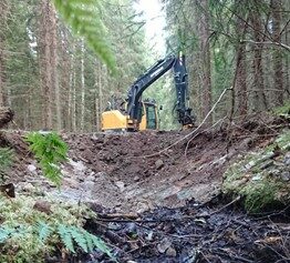 Keltainen kaivinkone metsänhoitotöissä, ympärillä kuusikkoa