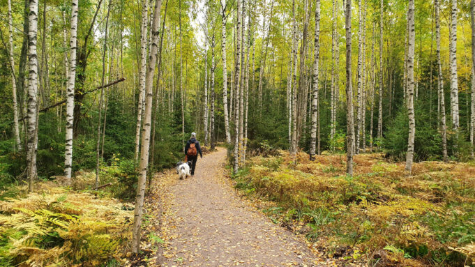 Nainen ja kaksi koiraa kävelevät syksyisellä ulkoilureitillä metsässä.