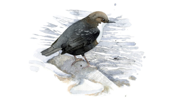 Watercolor: White-throated dipper on the beach stone. Illustration: Juha Ilkka.