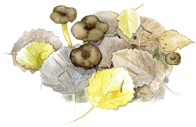 Watercolor painting of mushrooms among the yellow and brown leaves of autumn. The author of the painting is Juha Ilkka.