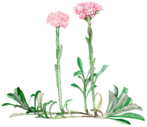 Antennaria dioica