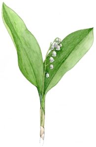 Convallaria majalis