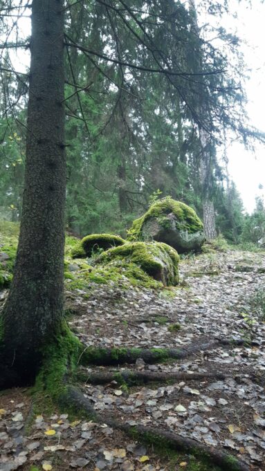 Suuri mänty ja kolme sammaloitunutta kiveä metsäpolun vierellä.