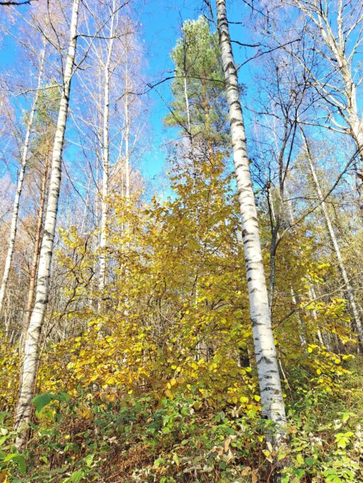 Kullankeltaiset lehtipuut kohoavat sinistä taivasta vasten.