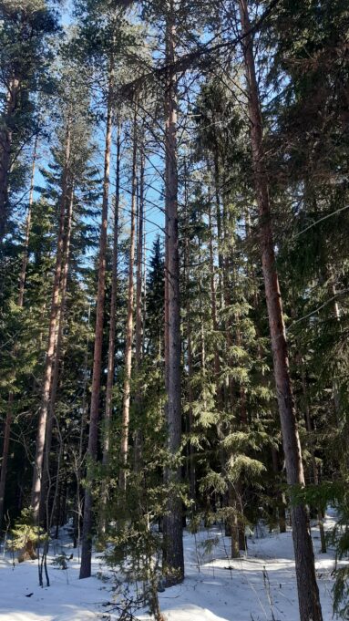 Korkeat männyt kohoavat sinistä taivasta vasten, Maassa on lunta.