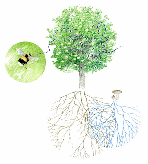 A watercolor illustration by Juha Ilkka, depicting a blooming rowan and a bee. In the lower part, rowan roots and mycelium of mushrooms intertwine.