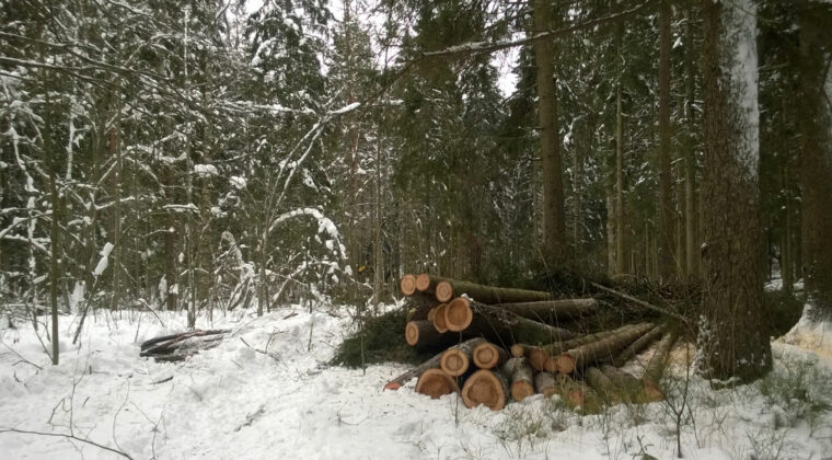 Kaadettuja puita talvisessa metsässä