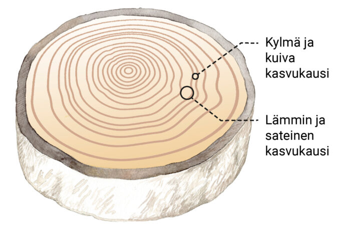 Akvarellikuvitus: Juha Ilkka. Läpileikkaus puunrungosta, jossa esitetty vuosirenkaat. Kylmä ja kuivakasvukausi muodostaa kapemman renkaan, lämmin ja sateinen leveämmän.