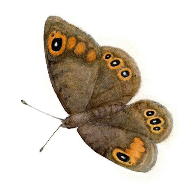 Watercolor painting, Juha Ilkka. A brown butterfly with orange spots on the edges of its wings. (Lasiommata petropolitana)