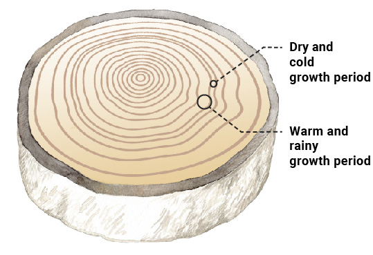 An aquarelle painting by Juha Ilkka. Trees' growth rings. A rainy summer forms thick rings, while drought causes them to narrow. 