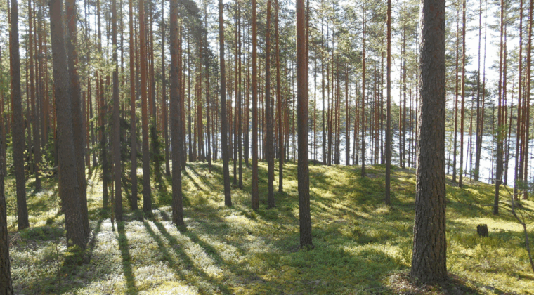 Metsä ja taustalla siintää järvi.