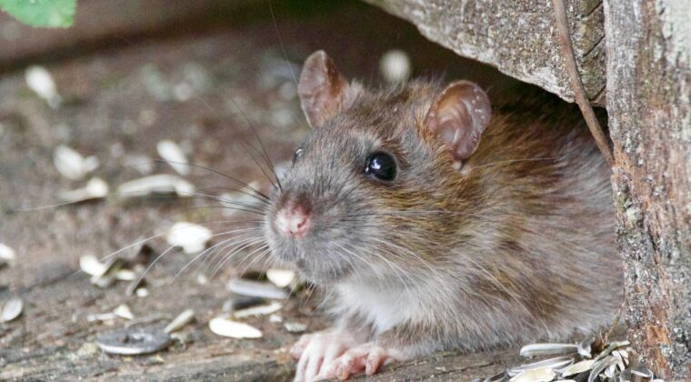 Rotta kurkistaa rakenteen alta. Maassa auringonkukansiementen kuoria.