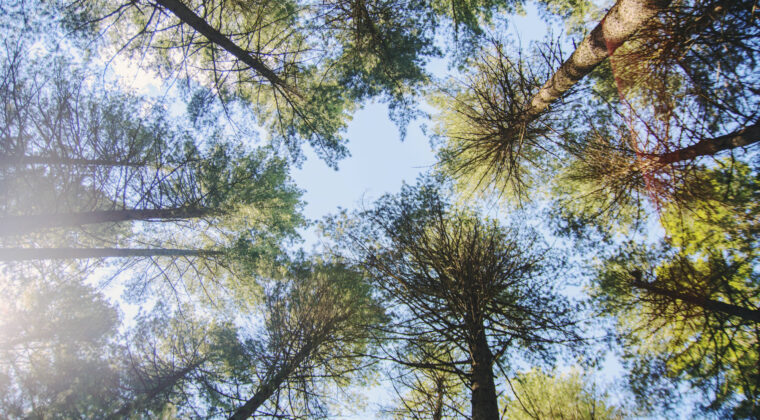 Puita alhaaltapäin kuvattuna kohti kirkasta taivasta.